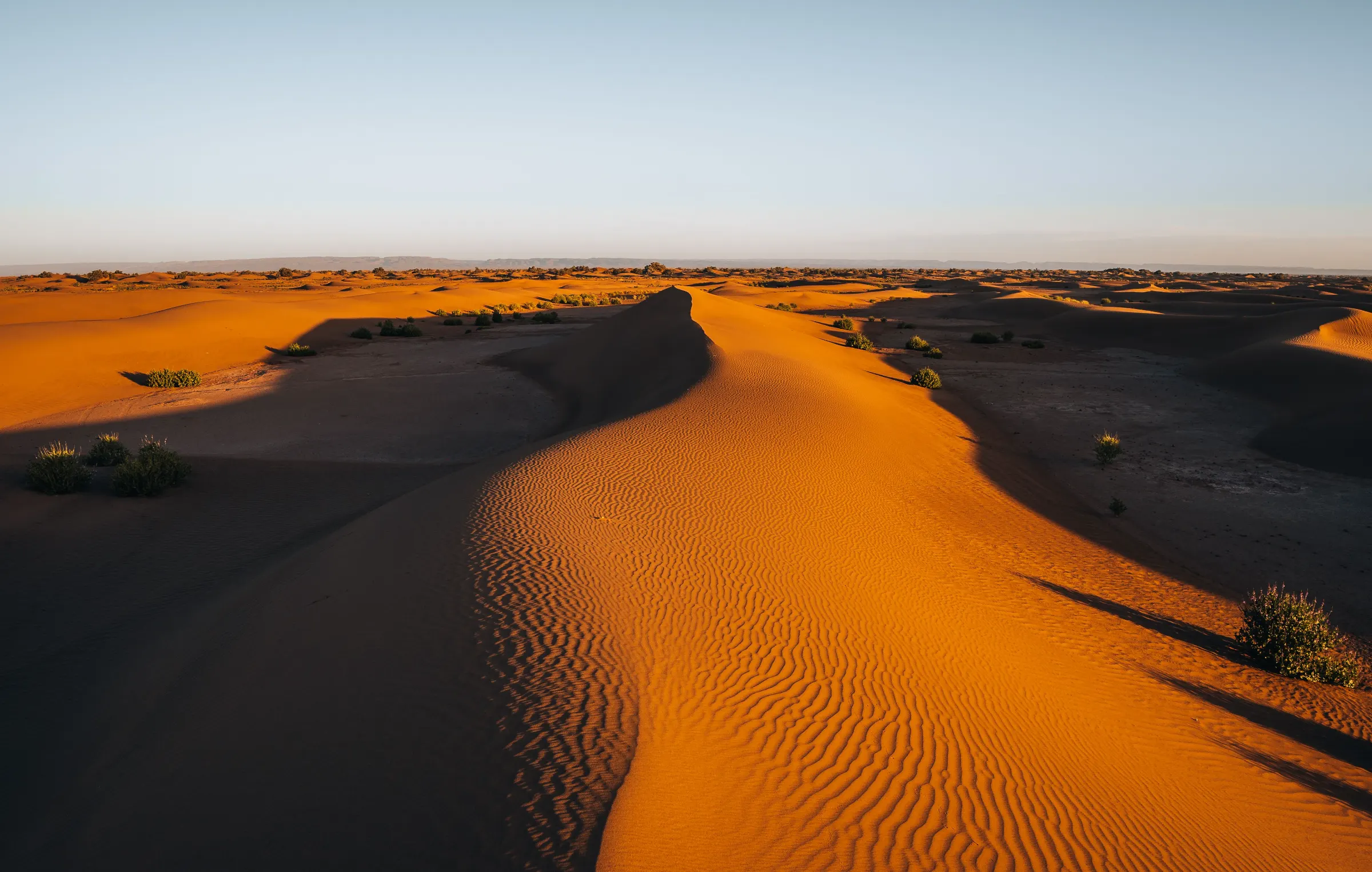 Sahara sand dunes in Morocco at sunrise, a rippled ridge leading to the horizon